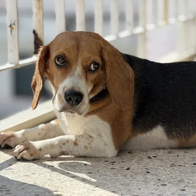 A Beagle