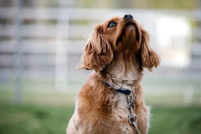 A Cavalier King Charles Spaniel