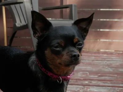 A Chihuahua