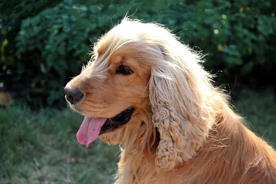 A Cocker Spaniel
