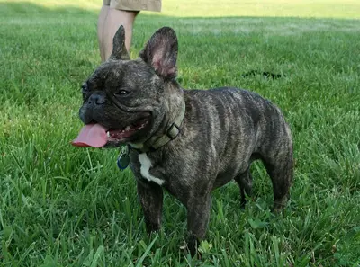 French Bulldog, one of the breeds in the register