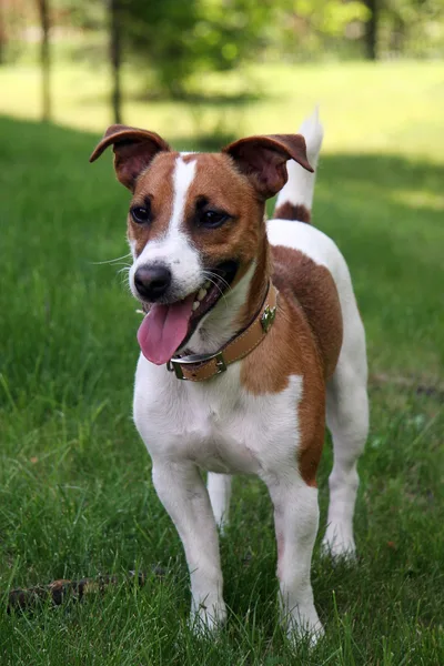 A Jack Russell Terrier