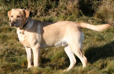 Labrador Retriever, one of the breeds in the register