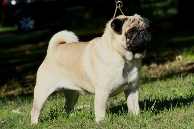 A Pug