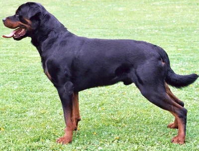 A Rottweiler