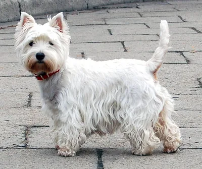 A West Highland White Terrier