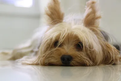 A Yorkshire Terrier